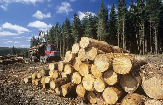 Вырубка леса, как экологическая проблема